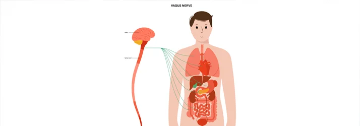 The Vagus Nerve—Why Chiropractors in San Luis Obispo CA Love It